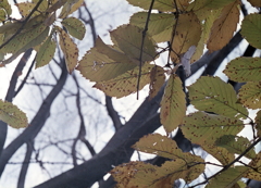 曇り空に冬の気配を感じて