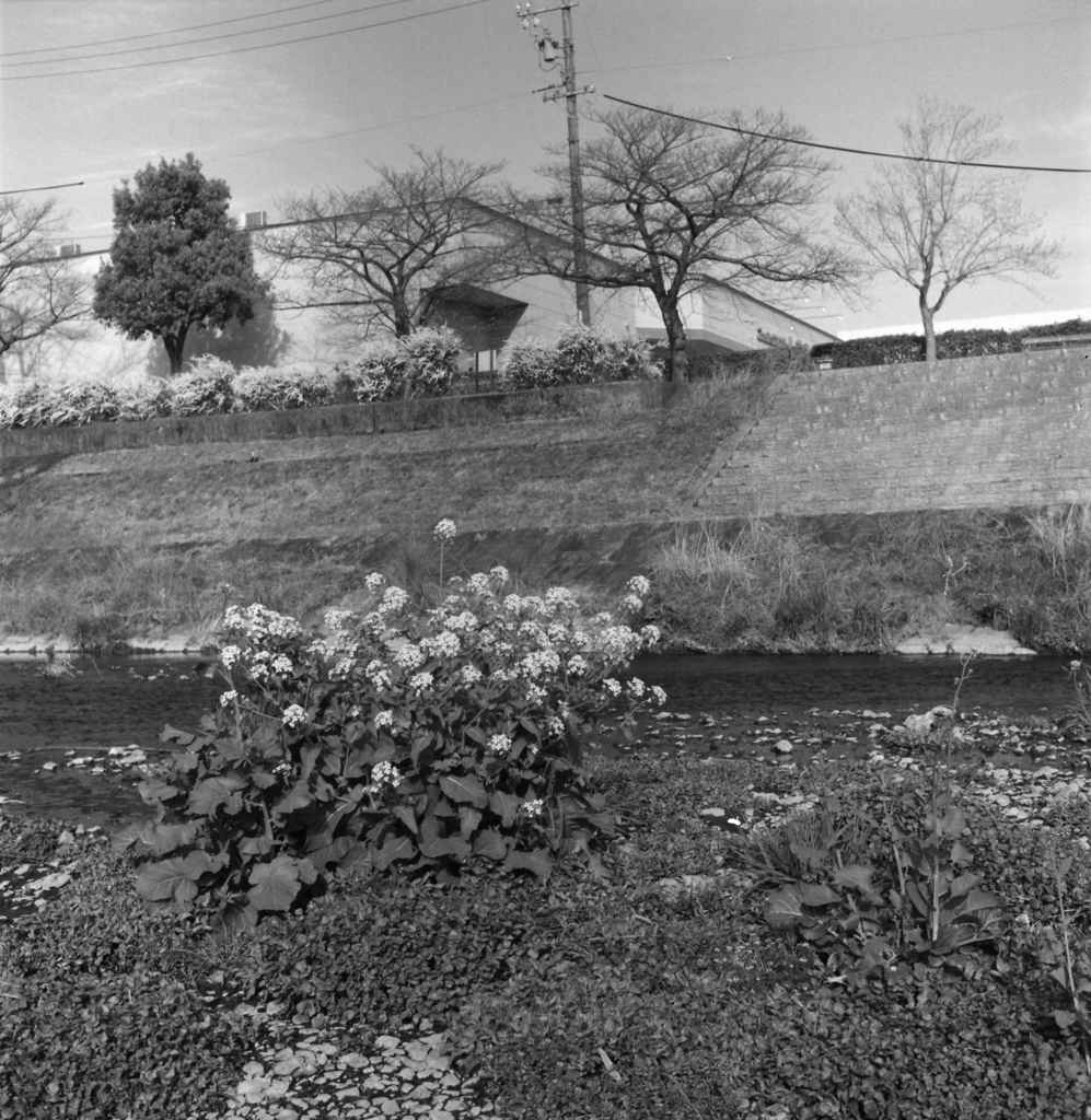 河原の菜の花　～Kentmere400試写