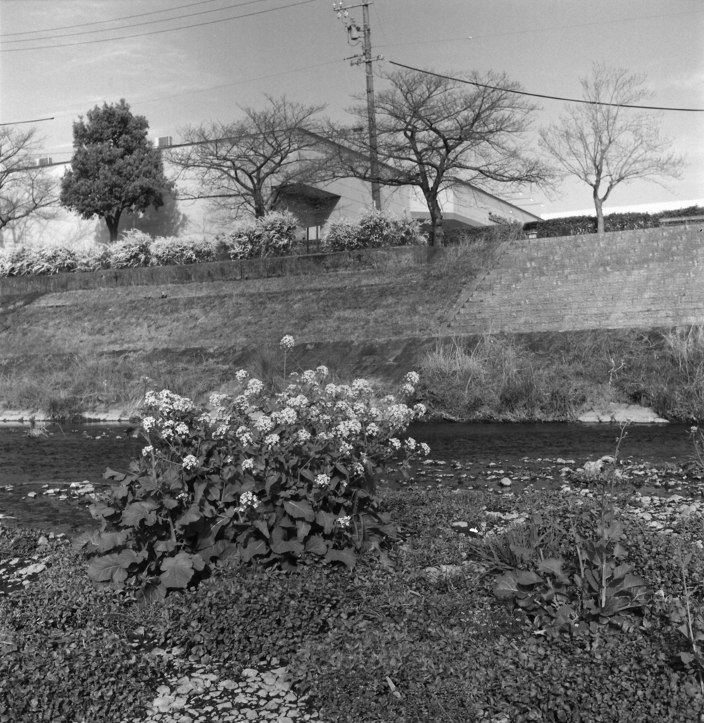 河原の菜の花　～Kentmere400試写