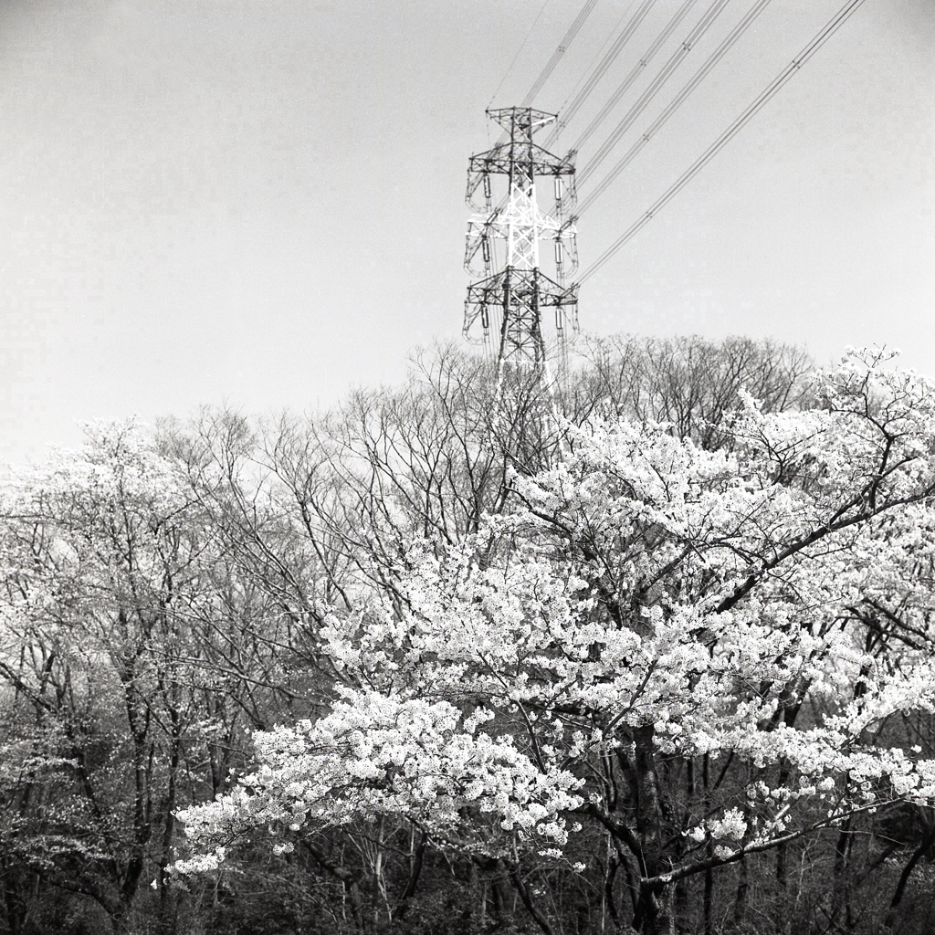 桜舞台に鉄塔一つ