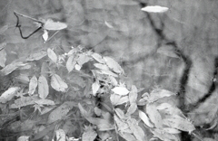 ＩＳＯ１００でのFoma RETROPAN320