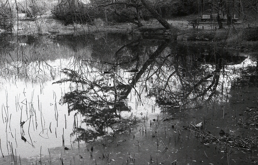 ＩＳＯ４００でのFoma RETROPAN320