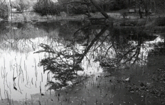 ＩＳＯ４００でのFoma RETROPAN320