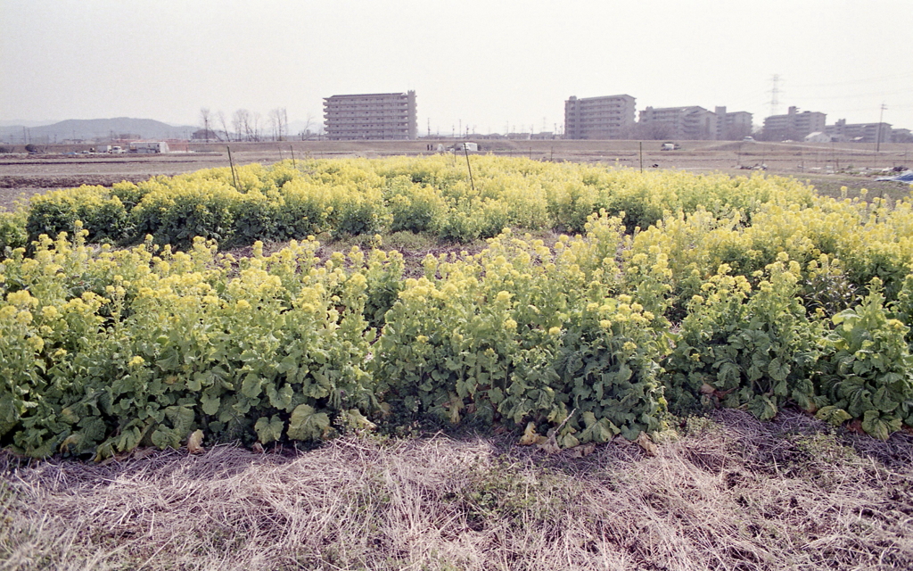 もう少し菜の花を撮ろう…