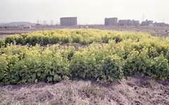 もう少し菜の花を撮ろう…