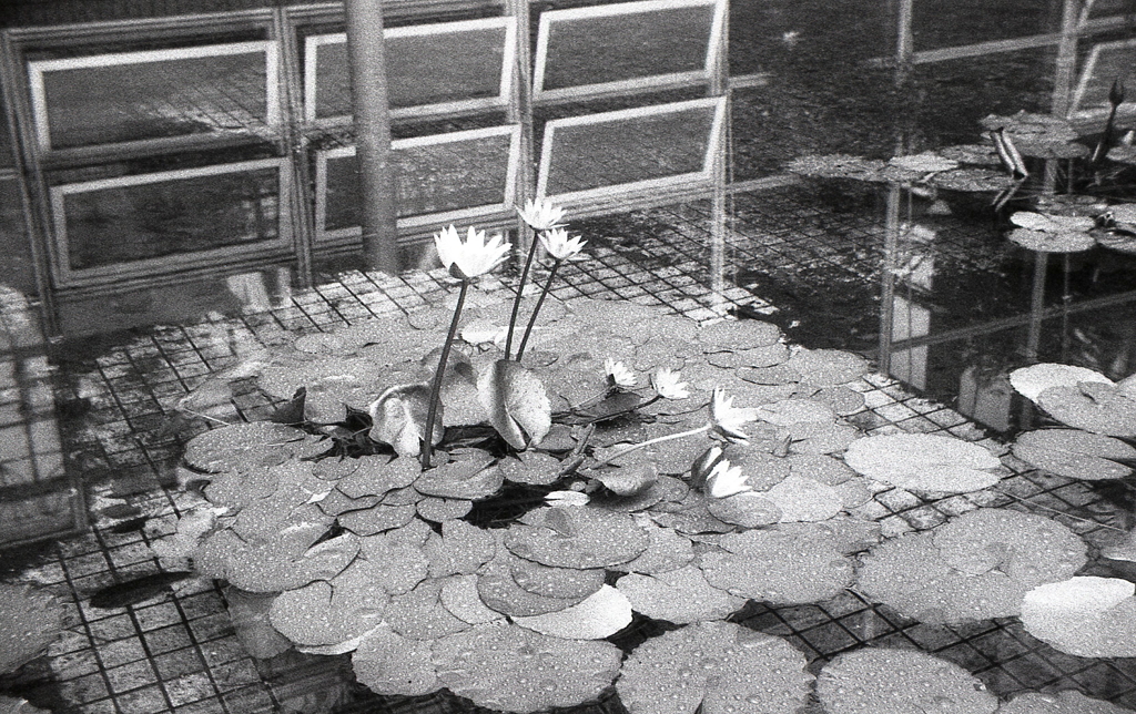 雨に咲く睡蓮の花