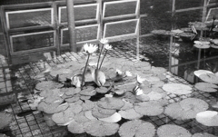 雨に咲く睡蓮の花