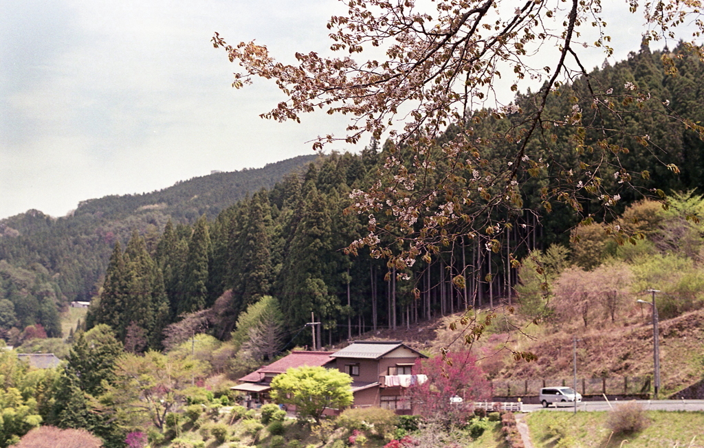 まだ桜も設楽はこれからなのかな？