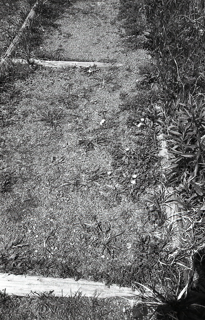 時には道端に咲くたんぽぽに目をやり…