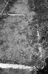 時には道端に咲くたんぽぽに目をやり…