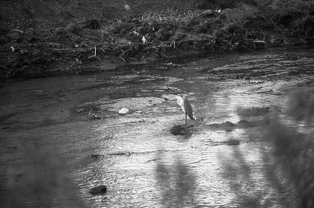 内津の青鷺　～老眼の方限定画像（爆