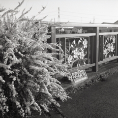 雪柳とあゆみ橋の桜