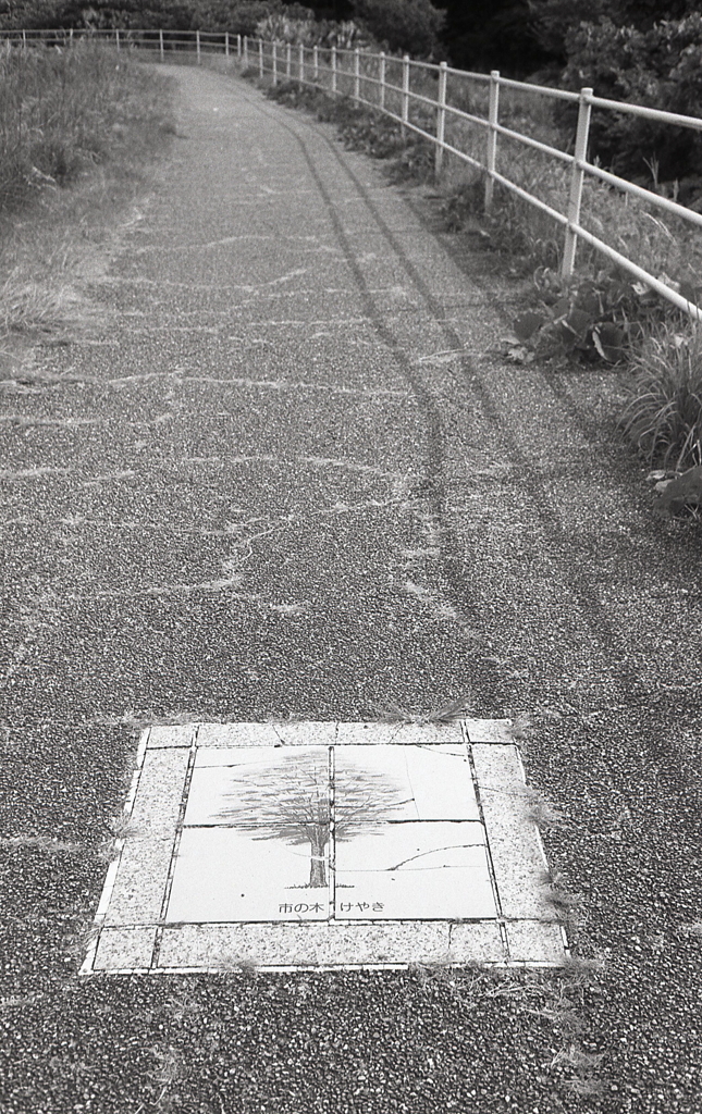 けやきの道　～縦写で攻めろ！（笑
