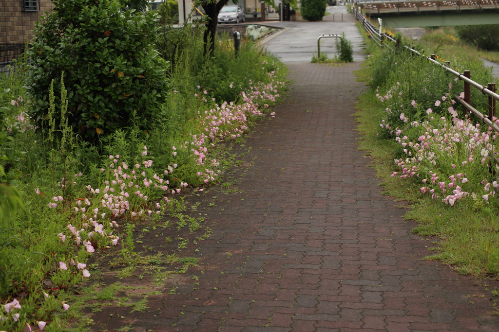 昼咲月見草が咲く散歩道