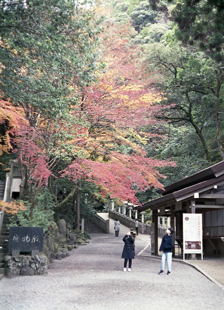 散り際の赤紅葉