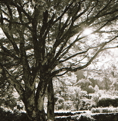 木漏れ日眩しく…