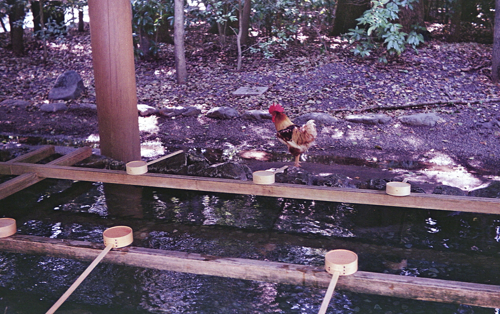 柄杓の向こうに鶏