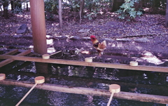 柄杓の向こうに鶏