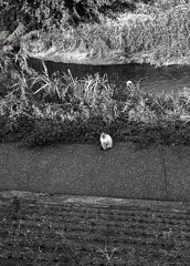 のらが見つめてくれた…