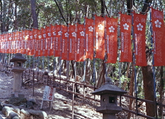 赤い幟が美しい