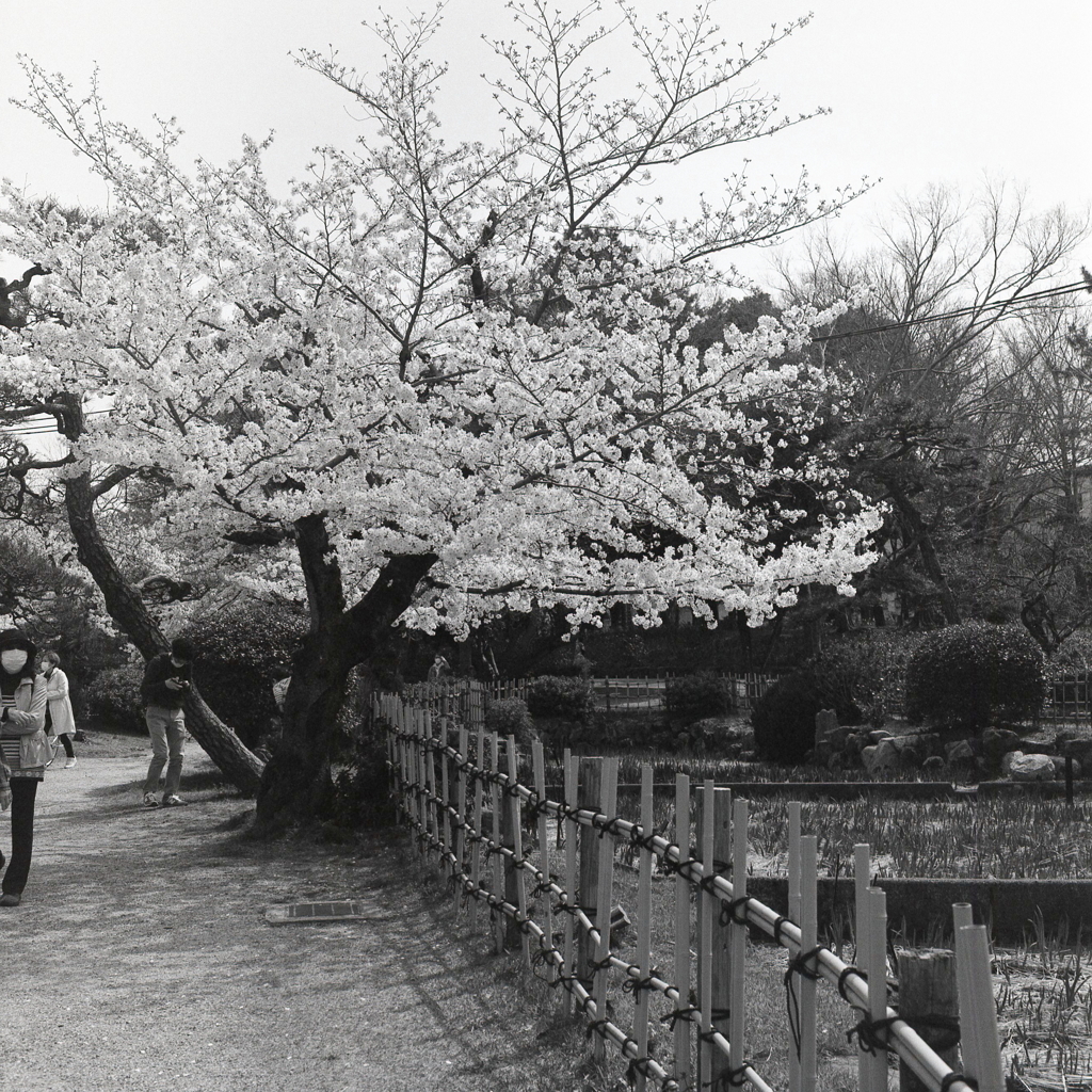 モノクロで…桜