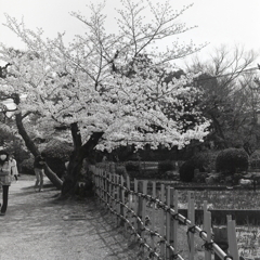 モノクロで…桜