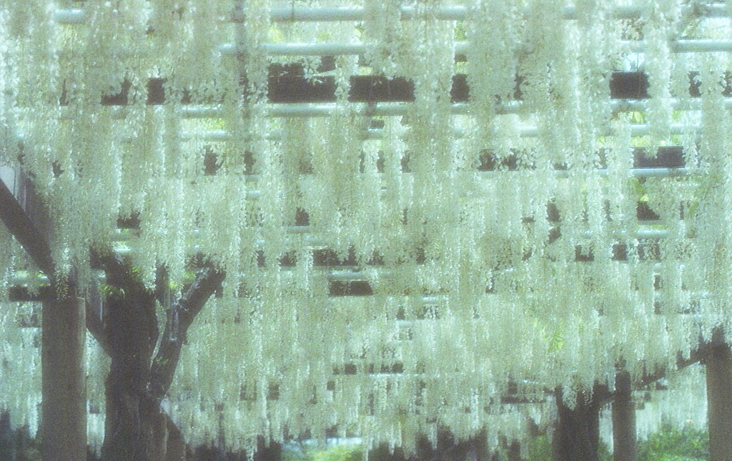 明日は藤棚でも…