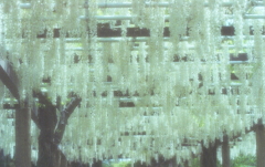 明日は藤棚でも…