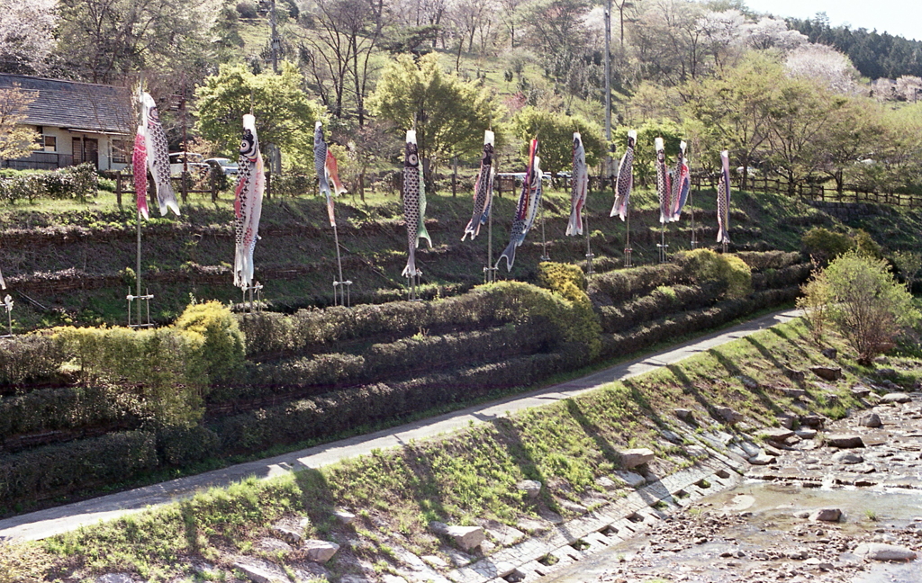 あららっ…ぶら下がってる、もっと泳いで！