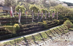 あららっ…ぶら下がってる、もっと泳いで！