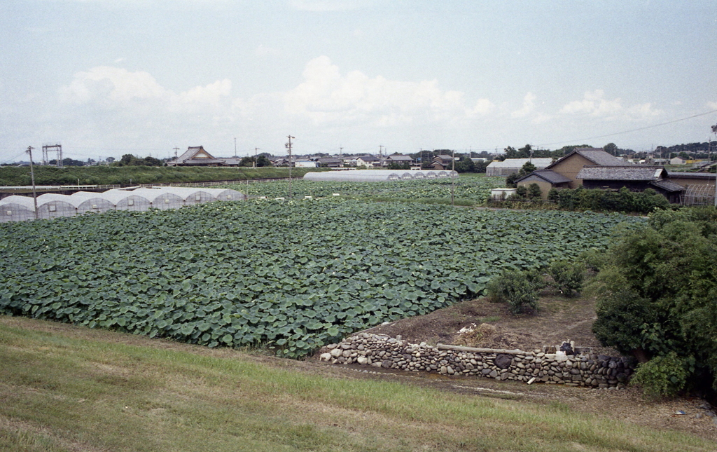 八開村のレンコン畑