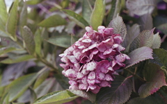 老いる紫陽花