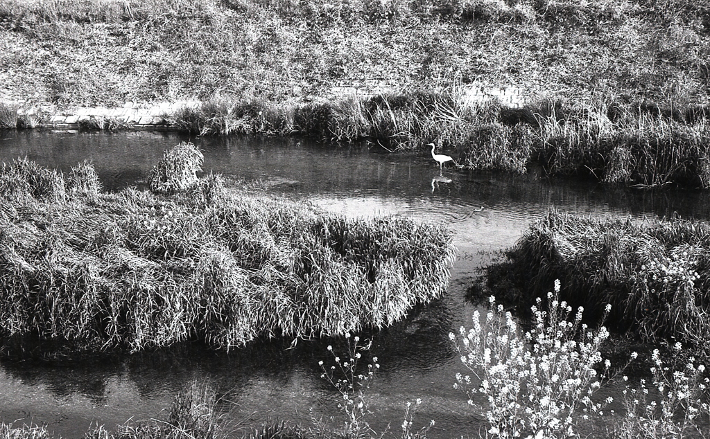 失敗作ですが…サギが一羽（汗