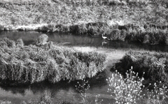 失敗作ですが…サギが一羽（汗