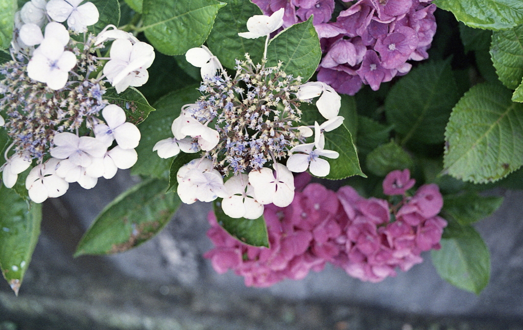 瑞々しきものたちⅡ