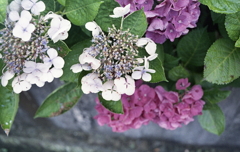 瑞々しきものたちⅡ 瑞々しきものたちⅡ