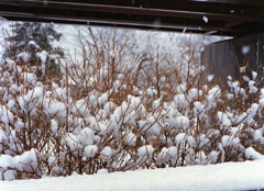 雪の花