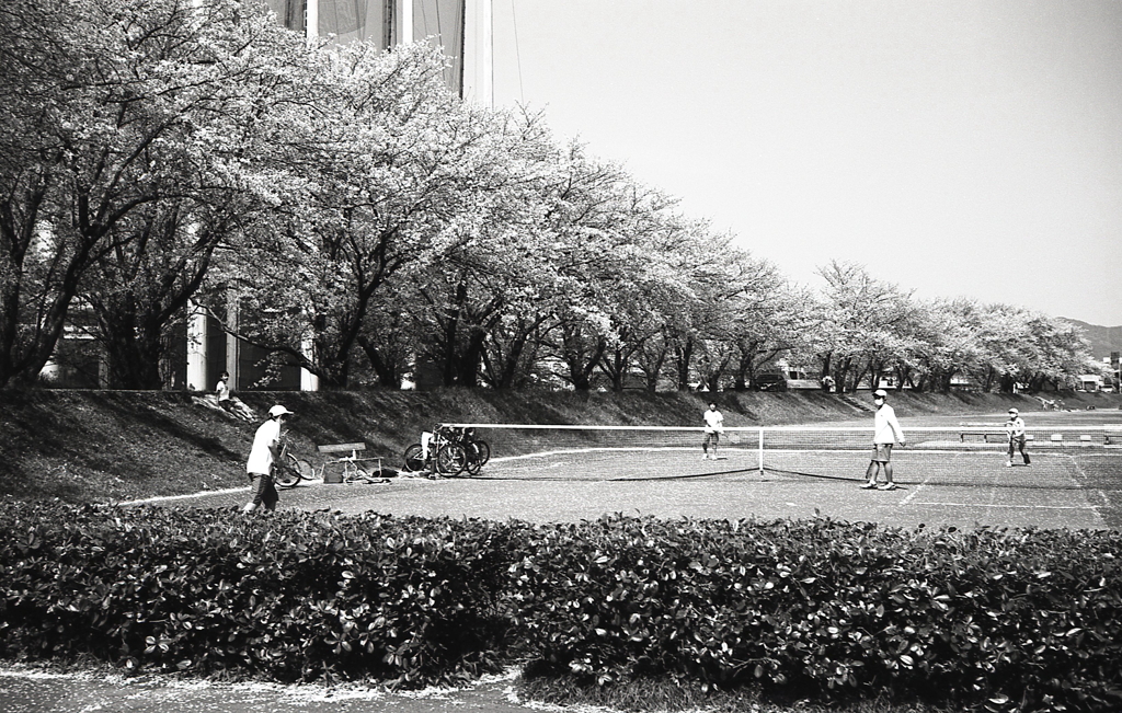 緩やかなカーブの並木道