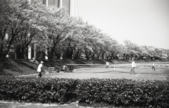 緩やかなカーブの並木道