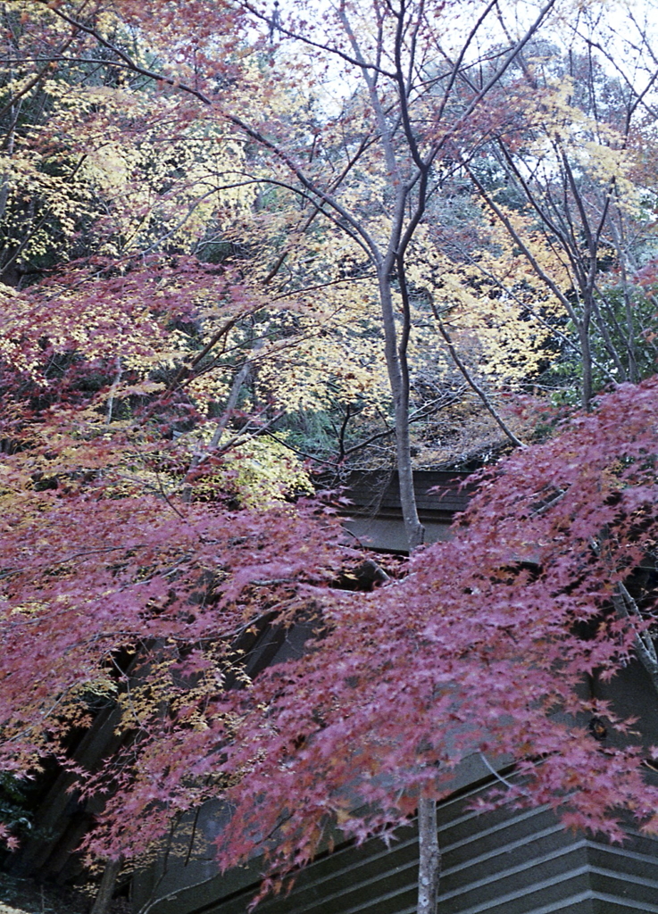 黄紅葉の赤紅葉