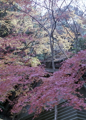 黄紅葉の赤紅葉