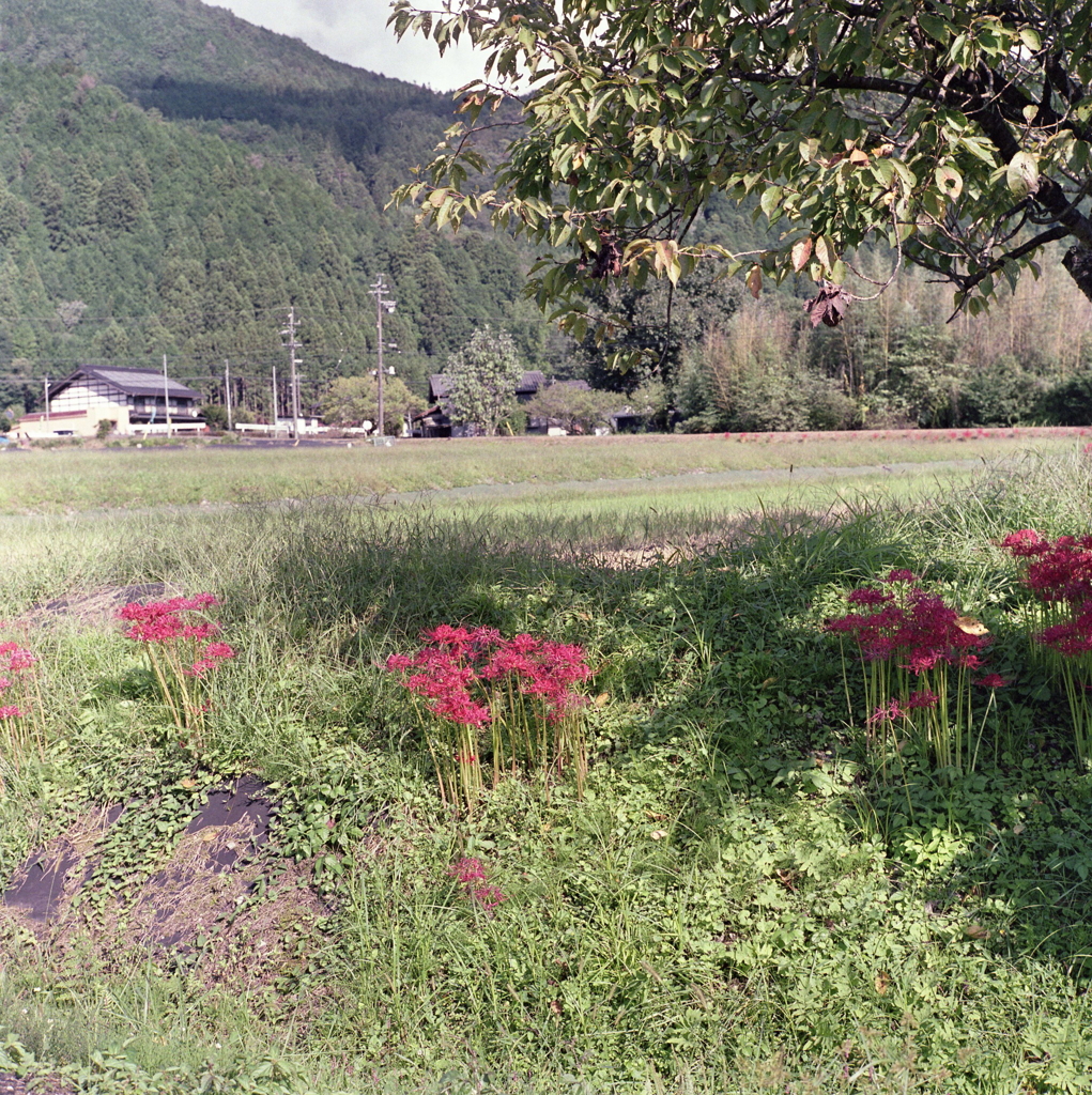 加子母の曼珠沙華