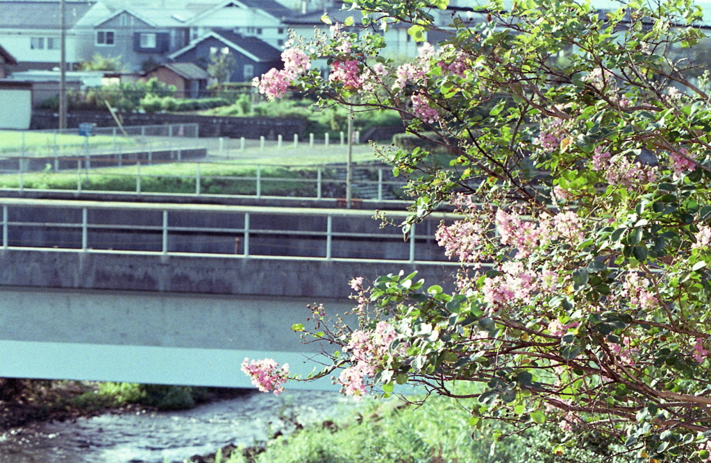我が家の百日紅
