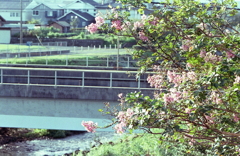 我が家の百日紅 我が家の百日紅