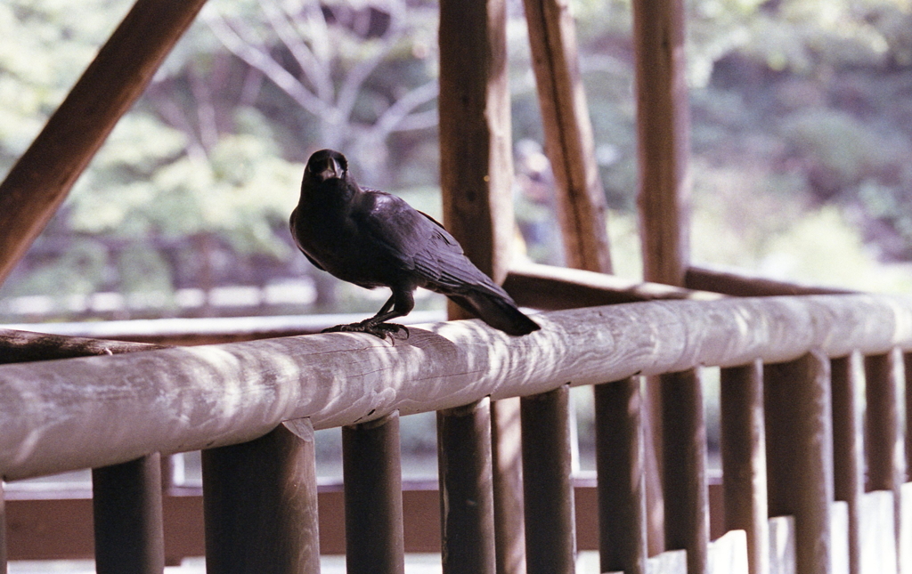 カラスがアホォ～！と鳴いていた。（笑