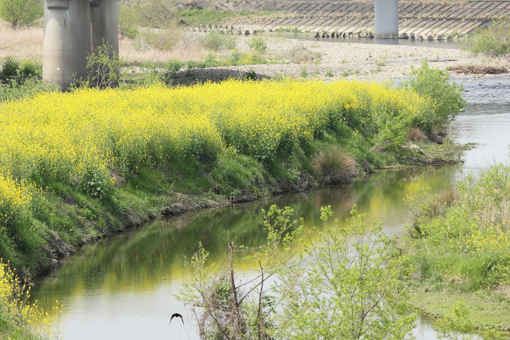 合流地点の菜の花群