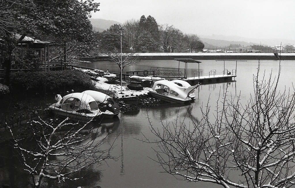 モノクロームな雪の植物園　Ⅸ