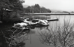 モノクロームな雪の植物園　Ⅸ