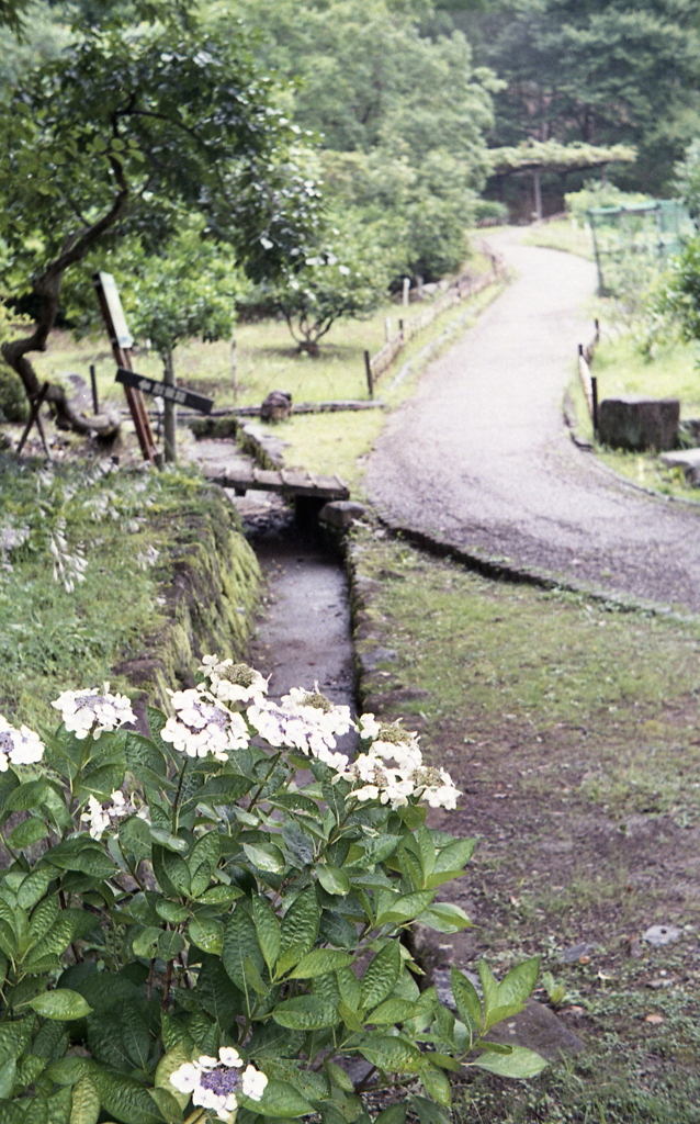 路傍の白い紫陽花も雨に喜んでいました。（笑