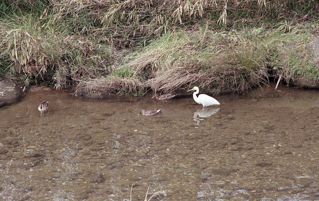 鴨と白鷺